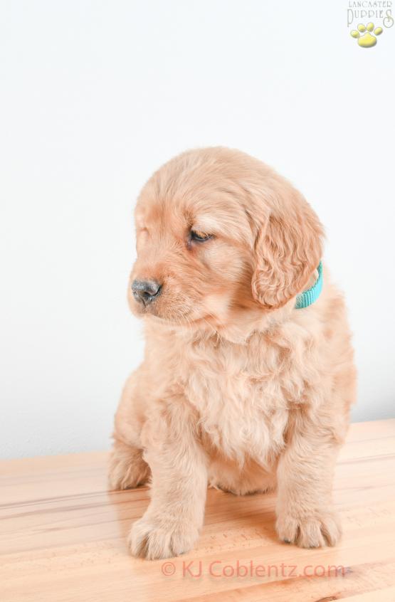 FLOSSIE - GOLDEN RETRIEVER FOR SALE IN BALTIC, OH
