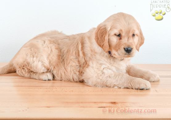 FLUFFY - GOLDEN RETRIEVER FOR SALE IN BALTIC, OH
