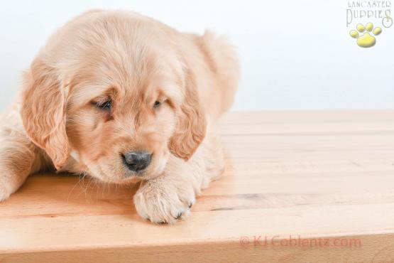 FLUFFY - GOLDEN RETRIEVER FOR SALE IN BALTIC, OH