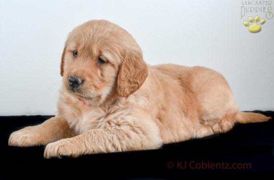 FRANCY - GOLDEN RETRIEVER FOR SALE IN BALTIC, OH