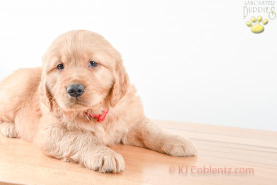 FRANKY - GOLDEN RETRIEVER FOR SALE IN BALTIC, OH