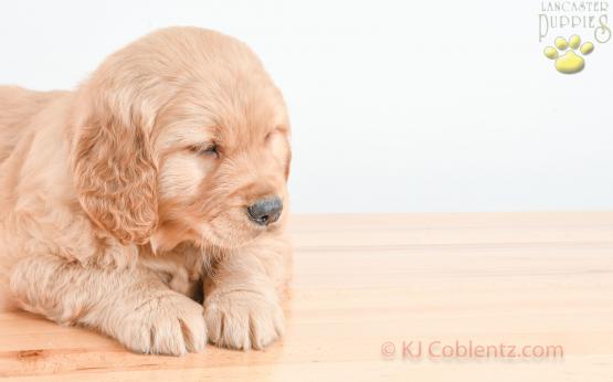 FRANKY - GOLDEN RETRIEVER FOR SALE IN BALTIC, OH