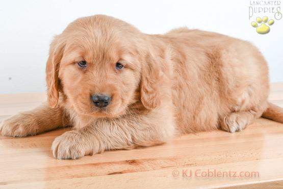 FREDDIE - GOLDEN RETRIEVER FOR SALE IN BALTIC, OH