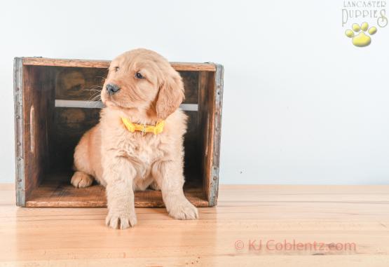 FRITZ - GOLDEN RETRIEVER FOR SALE IN BALTIC, OH
