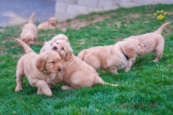 FLAME'S SIBILINGS - GOLDEN RETRIEVER FOR SALE IN BALTIC, OH