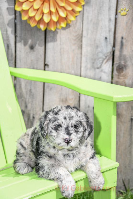 Daisy - Stunning Blue Merle Mini Labradoodle for sale in Apple Creek, OH