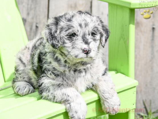 Daisy Blue Merle F1 - Stunning Blue Merle Mini Labradoodle for sale in Apple Creek, OH