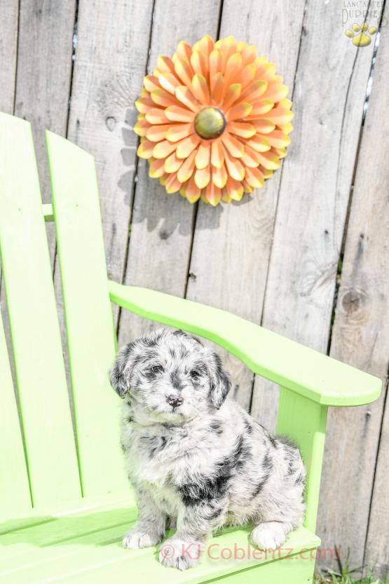 Daisy - Stunning Blue Merle Mini Labradoodle for sale in Apple Creek, OH
