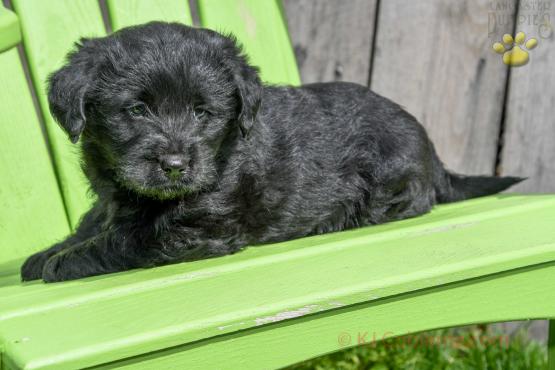 Gunner - Mini Labradoodle for sale in Apple Creek, OH