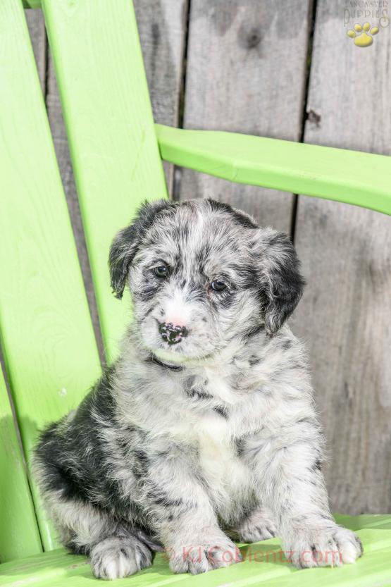 Rocky - Blue Merle Mini Labradoodle for sale in Apple Creek, OH