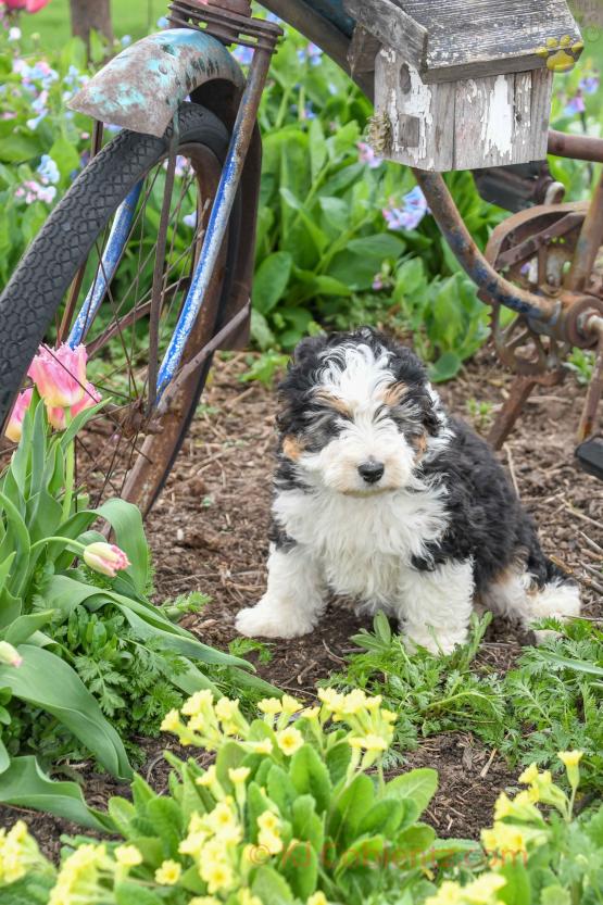 Callie - Mini Bernedoodle for Sale in Apple Creek, OH