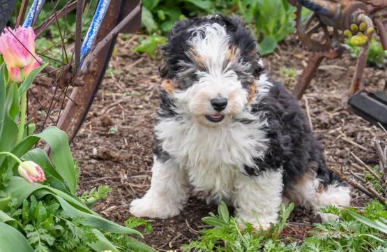 Callie - Mini Bernedoodle for Sale in Apple Creek, OH