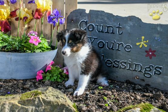Bennet - Adorable Shetland Sheepdog for sales in Millersburg, OH