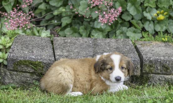 Deano - A English Shepherd Puppy for sale in Baltic, OH