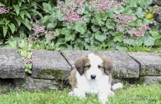 Gary - A English Shepherd Puppy for sale in Baltic, OH