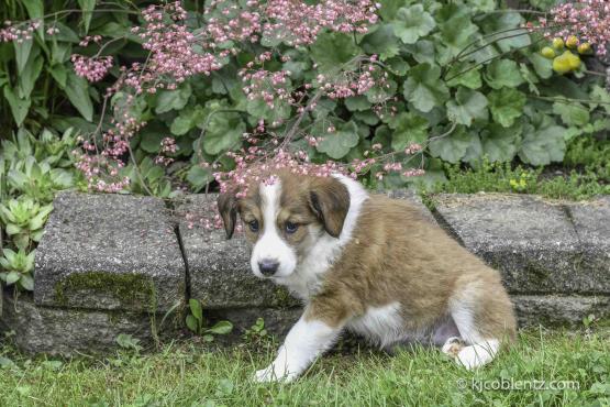 Gina - A English Shepherd Puppy for sale in Baltic, OH