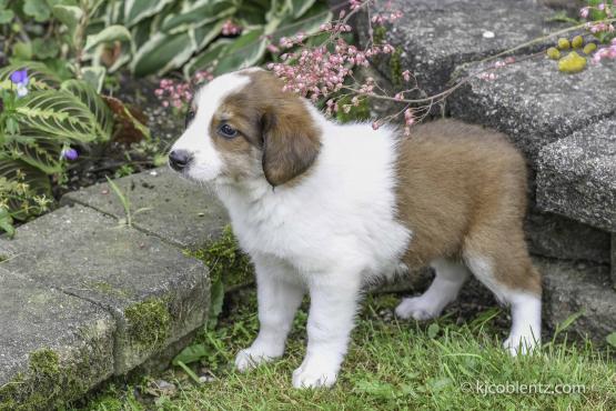 Kristy - A English Shepherd Puppy for sale in Baltic, OH