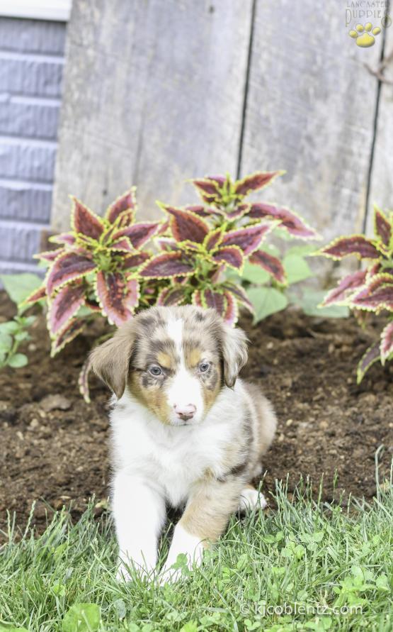 Caleb - A Red Merle Australian Shepherd Puppy for sale in Millersburg, OH