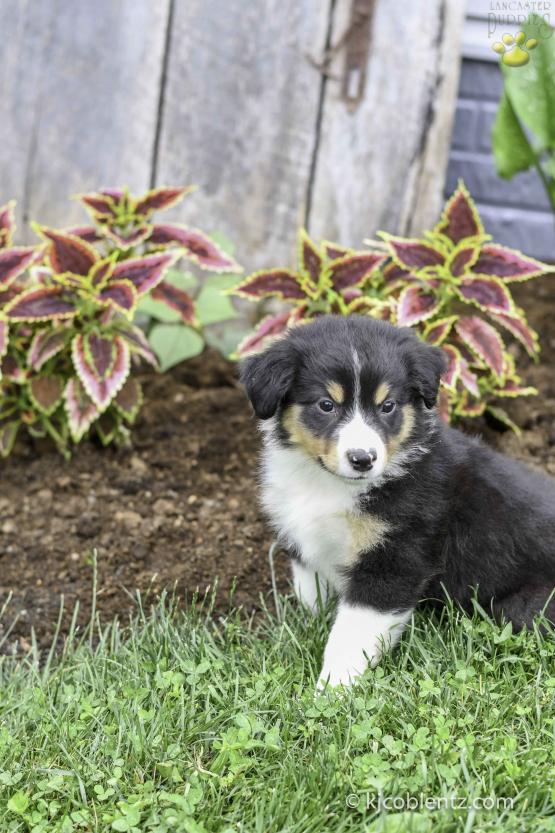 Pepper - A Australian Shepherd Puppy for sale in Millersburg, OH