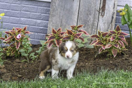 Skipper - A Red Merle Australian Shepherd Puppy for sale in Millersburg, OH