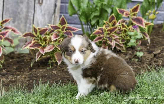 Skipper - A Red Merle Australian Shepherd Puppy for sale in Millersburg, OH