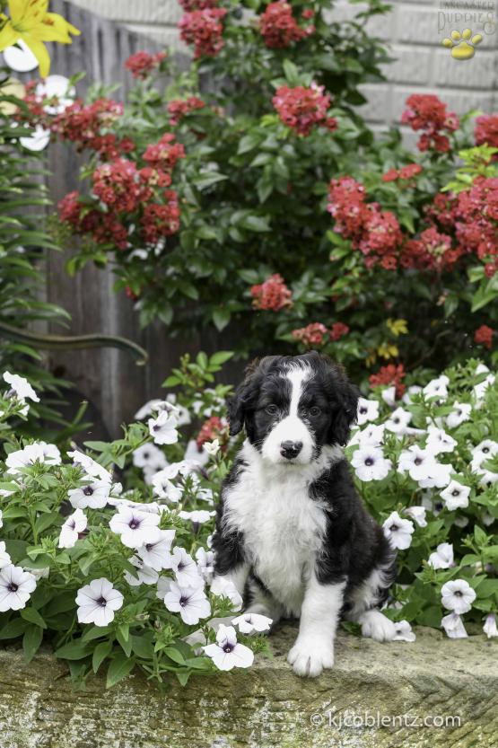 Becky - Aussiedoodle for sale in Millersburg, OH