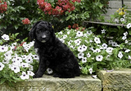 Darcy - Aussiedoodle for sale in Millersburg, OH