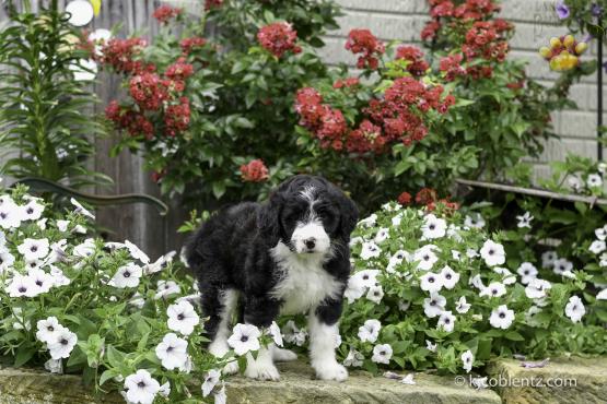 Lacy - Aussiedoodle for sale in Millersburg, OH