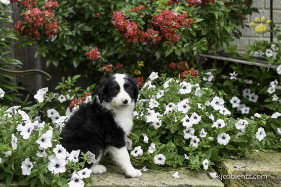 Tracy - Aussiedoodle for sale in Millersburg, OH