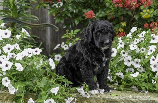 Tyron - Aussiedoodle for sale in Millersburg, OH