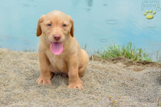 A-Jay - Labrador Retriever Puppy for Sale in Baltic OH