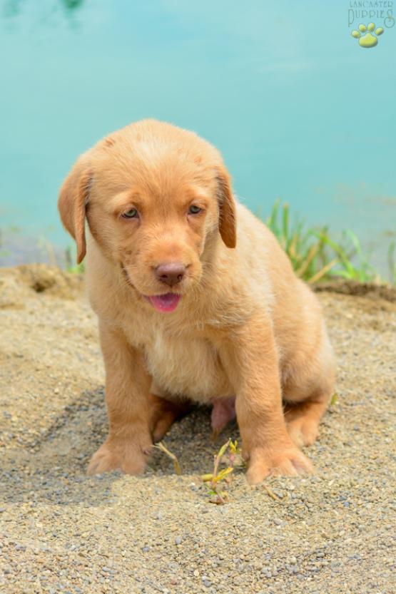Kevin - A Beautiful Labrador Retriever puppy for sale in Baltic, OH