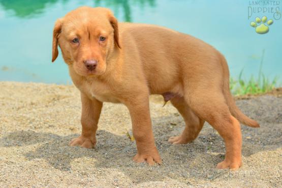 Lebron - A Beautiful Red Fox Labrador Retriever for sale in Baltic, OH
