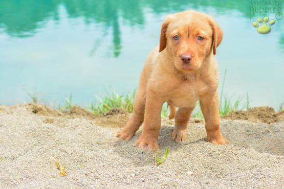 Lebron - A Beautiful Red Fox Labrador Retriever for sale in Baltic, OH