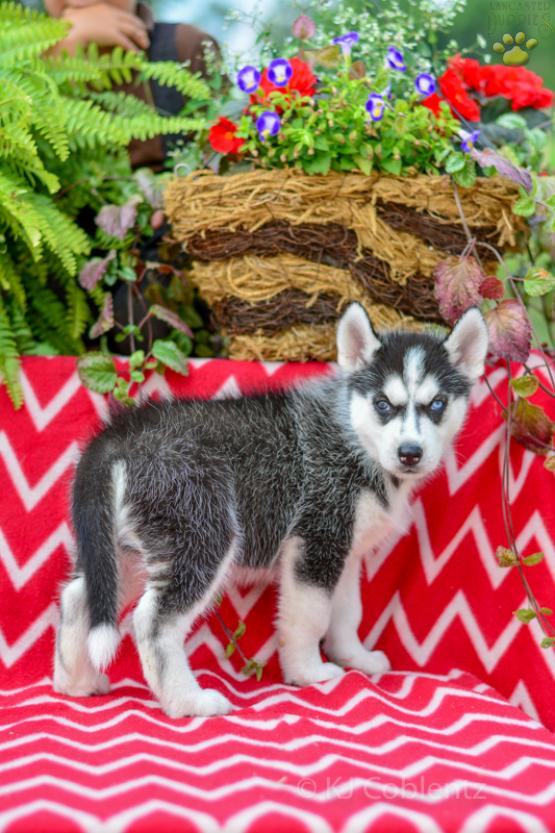 REX Siberian Husky AKC puppy for sale in Holmesville, OH
