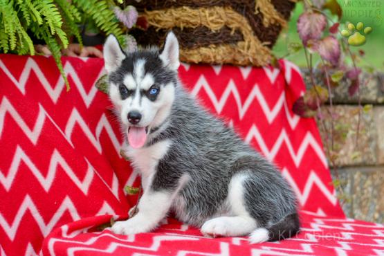 REX Siberian Husky AKC puppy for sale in Holmesville, OH