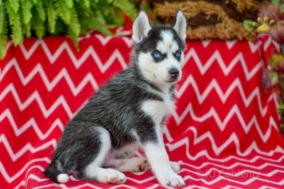 RICK Siberian Husky AKC puppy for sale in Holmesville, OH