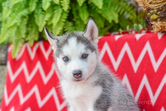 ROCKET Siberian Husky AKC puppy for sale in Holmesville, OH