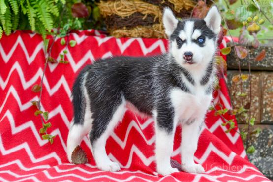 TULIP Siberian Husky AKC puppy for sale in Holmesville, OH