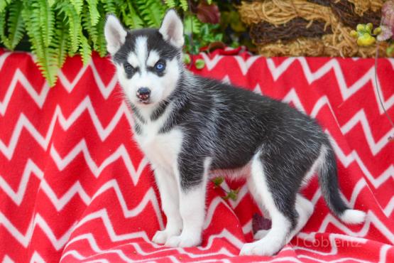 TULIP Siberian Husky AKC puppy for sale in Holmesville, OH