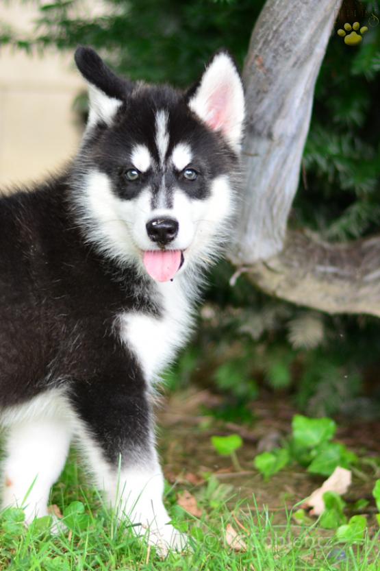 Davey Siberian Husky ACA puppy for sale in Fresno, OH