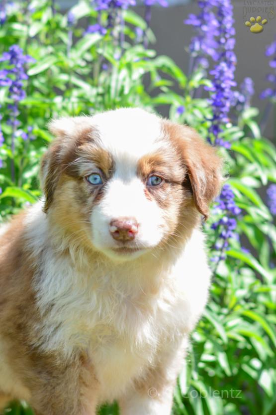 Ginger - Beautiful Austrialian Shepherd puppy for sale in Millersburg OH