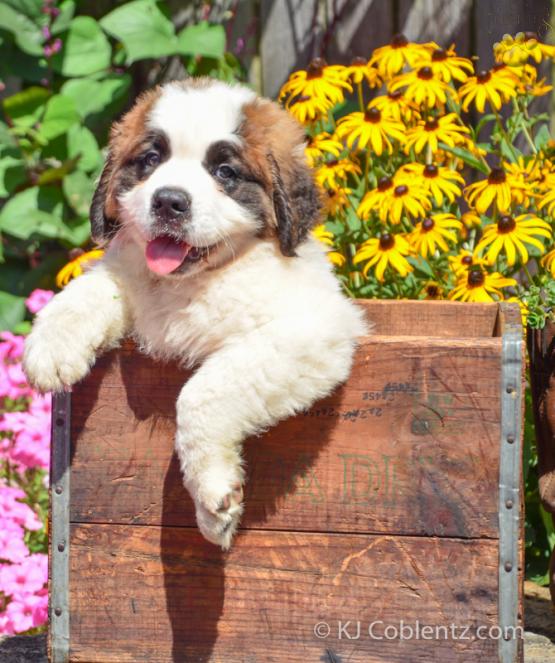 BUSTER - SAINT BERNARD FOR SALE IN NEW BALTIC, OH