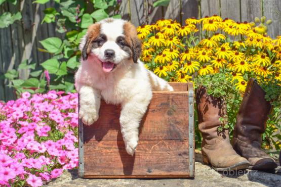 BUSTER - SAINT BERNARD FOR SALE IN NEW BALTIC, OH