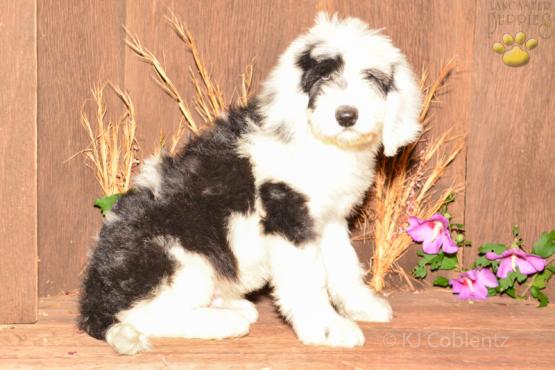 SHADOW - SHEEPADOODLE FOR SALE IN FRESNO, OH