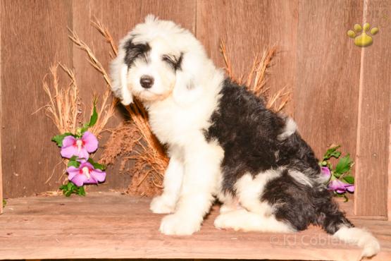 SHADOW - SHEEPADOODLE FOR SALE IN FRESNO, OH