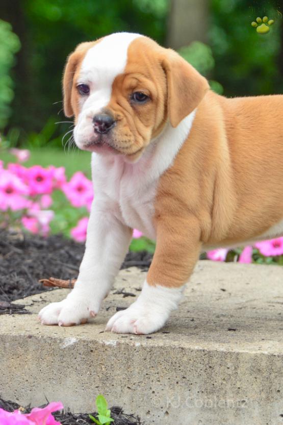 LILY - ENGLISH BULLDOG MIX FOR SALE IN DUNDEE, OH