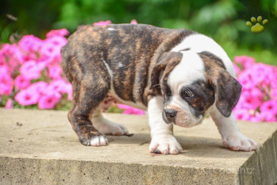Lyle - ENGLISH BULLDOG MIX FOR SALE IN DUNDEE, OH