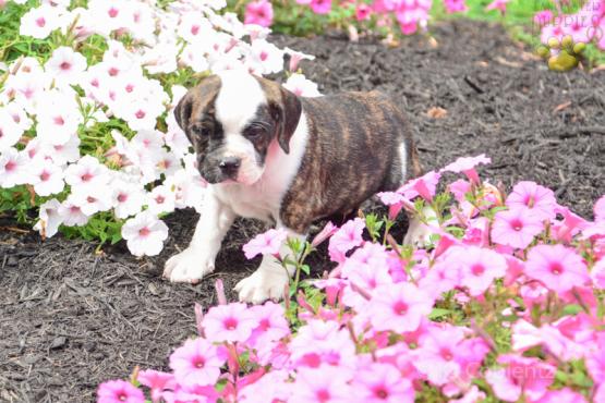 Lyle - ENGLISH BULLDOG MIX FOR SALE IN DUNDEE, OH