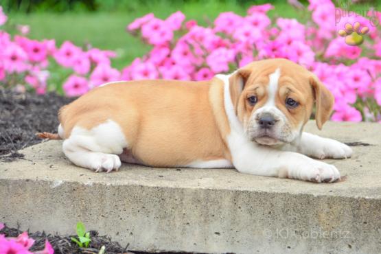 ROSE - ENGLISH BULLDOG MIX FOR SALE IN DUNDEE, OH